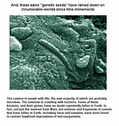 Fig 1F The Genetic Seeds Fig 1F The Genetic Seeds