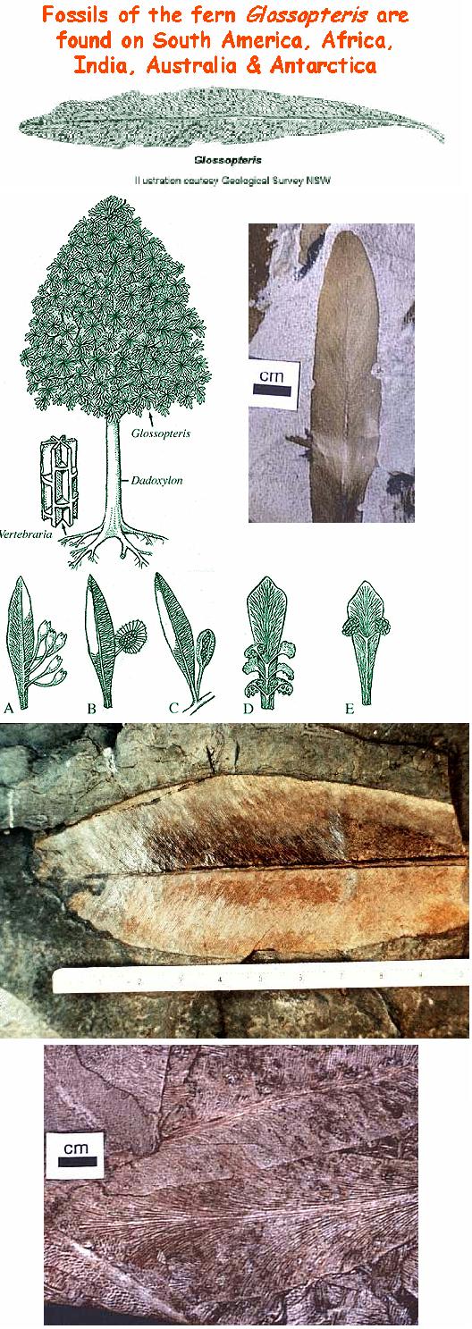 Fig 3 Evidence of Fossils -1