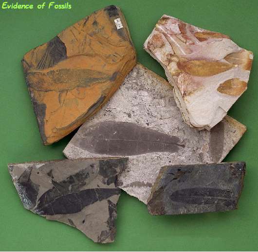 Fig 3 Evidence of Fossils