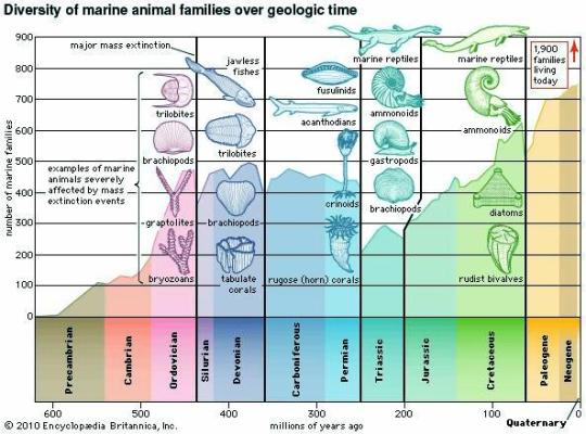 Marine Diversity