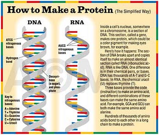 PROTEIN