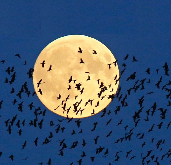 supermoon-12